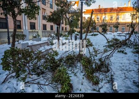 Madrid, Spagna. 12 gennaio 2021. Alberi caduti e rami nel quartiere Vicalvaro di Madrid causati dalla tempesta 'Filomena'. La tempesta ha causato la più grande nevicata da 50 anni. Il governo prenderà in considerazione la possibilità di dichiarare Madrid una zona catastrofica. Credit: Marcos del Mazo/Alamy Live News Foto Stock