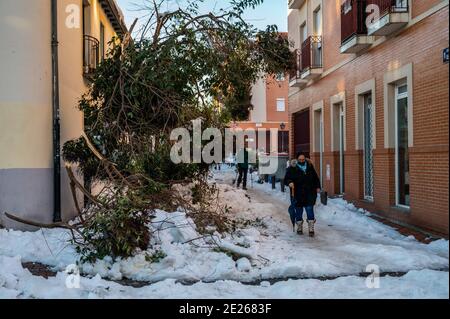 Madrid, Spagna. 12 gennaio 2021. I pedoni camminano lungo un sentiero innevato con alberi caduti e rami nel quartiere Vicalvaro di Madrid causato dalla tempesta 'Filomena'. La tempesta ha causato la più grande nevicata da 50 anni. Il governo prenderà in considerazione la possibilità di dichiarare Madrid una zona catastrofica. Credit: Marcos del Mazo/Alamy Live News Foto Stock