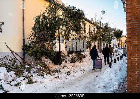 Madrid, Spagna. 12 gennaio 2021. I pedoni camminano lungo un sentiero innevato con alberi caduti e rami nel quartiere Vicalvaro di Madrid causato dalla tempesta 'Filomena'. La tempesta ha causato la più grande nevicata da 50 anni. Il governo prenderà in considerazione la possibilità di dichiarare Madrid una zona catastrofica. Credit: Marcos del Mazo/Alamy Live News Foto Stock