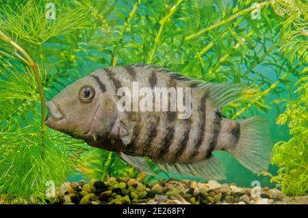 Il carcerato cichlid (Amatitlania nigromasciata) è una specie di pesci della famiglia Cichlidae, originaria dell'America Centrale, nota anche come zebra cichli Foto Stock