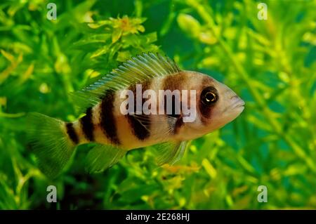 La ciphotilapia frontosa, detta anche cichlid anteriore e frontosa, è una specie di pesci endemici del lago Tanganyika dell'Africa orientale. Foto Stock