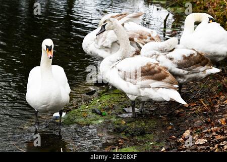 Un cigno con i suoi cigneti in Abbey Park, Leicester. Foto Stock
