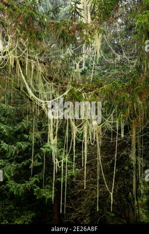 WA19107-00...WASHINGTON - la barba di Old Man cresce a lunghe corde nella sezione di Fort Clatsop del Lewis and Clark National Historical Park. Foto Stock