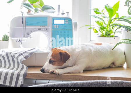 Il cane Jack Russell giace su un davanzale accanto a piante da casa, una macchina da cucire Foto Stock