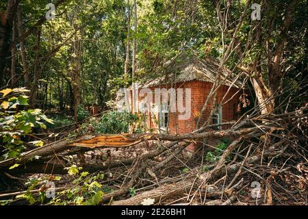 Bielorussia. Casa abbandonata con alberi e vegetazione nella zona di insediamento di Chernobyl. Chornobyl catastrofe disastri. La Camera in è dilapida Foto Stock