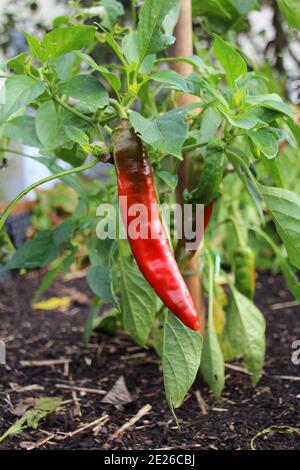 Pianta di Capsicum annuum con verdure rosse Foto Stock