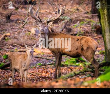 Duelmen, NRW, Germania. 12 gennaio 2021. Il cervo rosso (cervus elaphus) fiero e dominante sembra essere in 'dovere di papà con uno dei giovani di quest'anno. Uno stag di cervi rossi e il suo gruppo di donne e giovani godono dell'inaspettato sole pomeridiano in una giornata invernale gelida nella foresta della riserva naturale di Duelmen nella campagna di Muensterland. Credit: Imageplotter/Alamy Live News Foto Stock