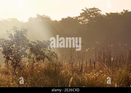 L'uccello sta volando al mattino nel parco nazionale di Chitwan, Nepal Foto Stock