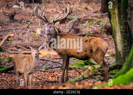 Duelmen, NRW, Germania. 12 gennaio 2021. Il cervo rosso (cervus elaphus) fiero e dominante sembra essere in 'dovere di papà con uno dei giovani di quest'anno. Uno stag di cervi rossi e il suo gruppo di donne e giovani godono dell'inaspettato sole pomeridiano in una giornata invernale gelida nella foresta della riserva naturale di Duelmen nella campagna di Muensterland. Credit: Imageplotter/Alamy Live News Foto Stock