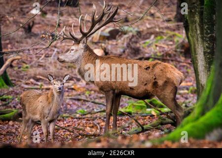 Duelmen, NRW, Germania. 12 gennaio 2021. Il cervo rosso (cervus elaphus) fiero e dominante sembra essere in 'dovere di papà con uno dei giovani di quest'anno. Uno stag di cervi rossi e il suo gruppo di donne e giovani godono dell'inaspettato sole pomeridiano in una giornata invernale gelida nella foresta della riserva naturale di Duelmen nella campagna di Muensterland. Credit: Imageplotter/Alamy Live News Foto Stock