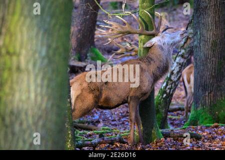 Duelmen, NRW, Germania. 12 gennaio 2021. Il cervo rosso dominante (cervus elaphus) strofina le sue antlers e la parte posteriore della testa su un albero per alleviare un prurito. In poche settimane, a seconda del tempo e dei livelli di testosterone, i maschi perderanno le loro formiche e ne svilupperanno nuove. Uno stag di cervi rossi e il suo gruppo di donne e giovani godono dell'inaspettato sole pomeridiano in una giornata invernale gelida nella foresta della riserva naturale di Duelmen nella campagna di Muensterland. Credit: Imageplotter/Alamy Live News Foto Stock