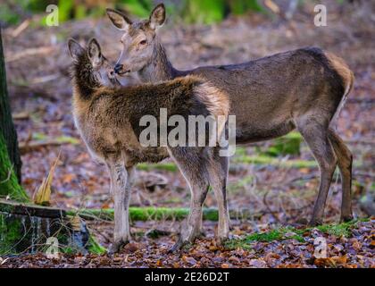 Duelmen, NRW, Germania. 12 gennaio 2021. Una femmina (hind) si occupa in modo protetto dei suoi giovani quasi cresciuti. Un cervo rosso (cervo elaphus) e il suo gruppo di donne e giovani godono di un inaspettato sole pomeridiano in una giornata invernale gelida nella foresta della riserva naturale di Duelmen nella campagna di Muensterland. Credit: Imageplotter/Alamy Live News Foto Stock