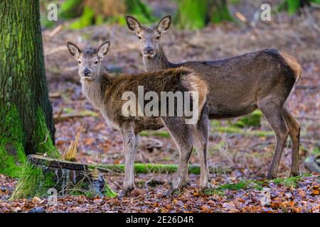 Duelmen, NRW, Germania. 12 gennaio 2021. Una femmina (hind) si occupa in modo protetto dei suoi giovani quasi cresciuti. Un cervo rosso (cervo elaphus) e il suo gruppo di donne e giovani godono di un inaspettato sole pomeridiano in una giornata invernale gelida nella foresta della riserva naturale di Duelmen nella campagna di Muensterland. Credit: Imageplotter/Alamy Live News Foto Stock