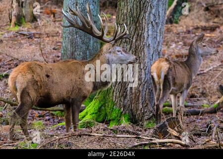 Duelmen, NRW, Germania. 12 gennaio 2021. Il fiero Stag dominante con una delle femmine (hinds). Un cervo rosso (cervo elaphus) e il suo gruppo di donne e giovani godono di un inaspettato sole pomeridiano in una giornata invernale gelida nella foresta della riserva naturale di Duelmen nella campagna di Muensterland. Credit: Imageplotter/Alamy Live News Foto Stock