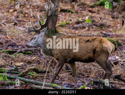 Duelmen, NRW, Germania. 12 gennaio 2021. Il cervo rosso (cervo elaphus) fiero e dominante stag. Uno stag di cervi rossi e il suo gruppo di donne e giovani godono dell'inaspettato sole pomeridiano in una giornata invernale gelida nella foresta della riserva naturale di Duelmen nella campagna di Muensterland. Credit: Imageplotter/Alamy Live News Foto Stock