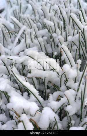 primo piano di erbe congelate catturate sotto la neve in inverno Foto Stock