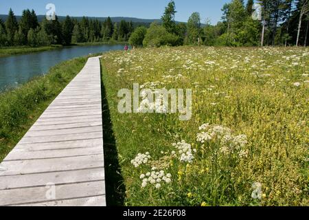 Der Mündungsbereich der Orbe in den Lac de Joux, ein Flachmoor von Nationaler Bedeutung Foto Stock