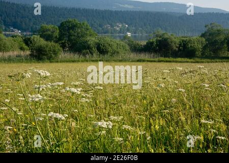 Der Mündungsbereich der Orbe in den Lac de Joux, ein Flachmoor von Nationaler Bedeutung Foto Stock