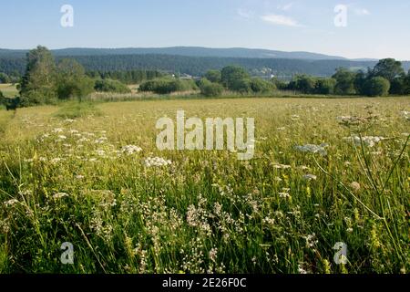 Der Mündungsbereich der Orbe in den Lac de Joux, ein Flachmoor von Nationaler Bedeutung Foto Stock