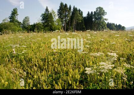 Der Mündungsbereich der Orbe in den Lac de Joux, ein Flachmoor von Nationaler Bedeutung Foto Stock