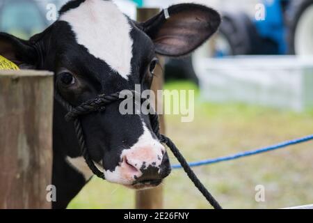 Bestiame di razza rara ad uno spettacolo agricolo Foto Stock