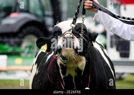 Bestiame di razza rara ad uno spettacolo agricolo Foto Stock