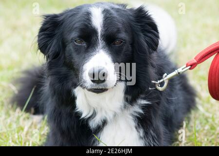 Cani Collie ad uno spettacolo agricolo Foto Stock