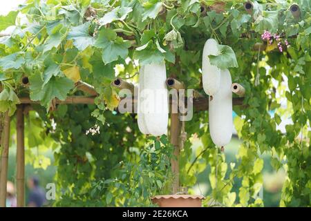 Il melone invernale o l'hispida di Benincasa o il gourd di cera sono appesi sull'albero. Foto Stock