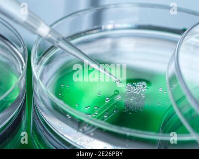 Cell Research, pipettaggio del campione in una piastra Petri di cellule in laboratorio Foto Stock