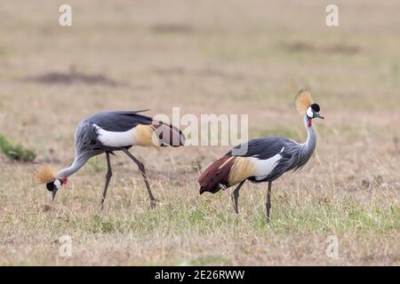 Gru con corona nera (Baleari pavonina), coppia di adulti che camminano su una breve prateria a Masai Mara, Kenya Foto Stock