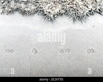 Cingoli Cat sulla prima neve. Grani di neve sul terreno, gatto zampa nella neve. Foto Stock