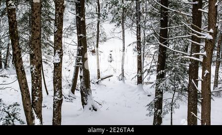 Montebello, Canada - 2 gennaio 2021: Splendida vista sul campo innevato di Omega Park Foto Stock