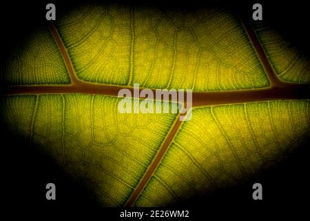 Trama foglia verde e struttura backlit nero simmetria Chlorophyll sfondo. Fotografia macro ecologia. Foto Stock