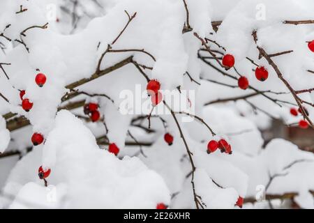 Rosa rossa congelata con neve in inverno. Stagione della natura Foto Stock