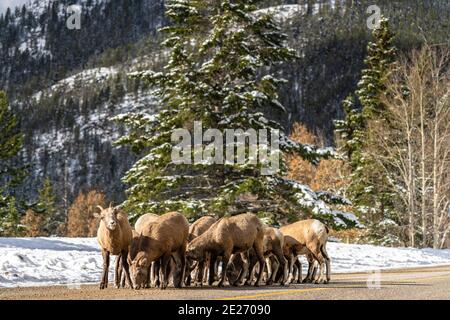 Un gruppo di giovani pecore Bighorn (pecora e agnello) sulla strada di montagna innevata. Banff National Park nel mese di ottobre, Mount Norquay Scenic Drive. Canadian Rockie Foto Stock