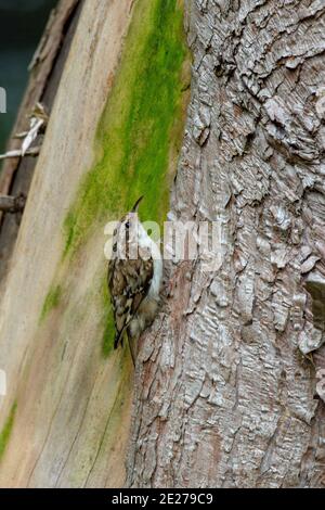 Treecreeper (Certia familiaris). Emergendo da un nido fatto dietro la copertura di corteccia sciolta su un albero morto Cupressus leylandii in un giardino boscoso. Foto Stock