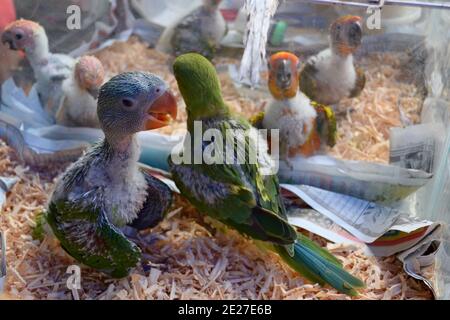 Parrot pulisce in primo piano gabbia sul mercato Chatuchak, Bangkok, Thailandia Foto Stock