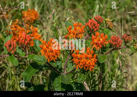 Vivace farfalla arancione erbacce pianta che cresce in un campo di attrazione miele api farfalle e altri insetti su un luminoso sole giorno in estate Foto Stock