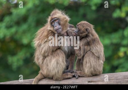 Affen lausen sich, Tierpark, Friedrichsfelde, Lichtenberg, Berlino, Deutschland Foto Stock