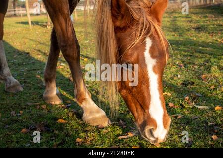 Giovane purosangue che si posa sul prato verde estivo. Ritratto di un giovane cavallo in purea sul pascolo estivo. Closeup di un giovane cavallo domestico su sfondo naturale all'aperto scena rurale. Foto di alta qualità Foto Stock