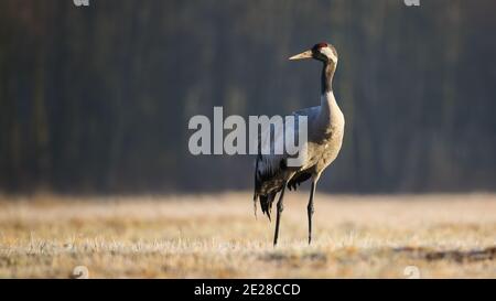 Gru comune in piedi su campo asciutto nella natura autunnale Foto Stock