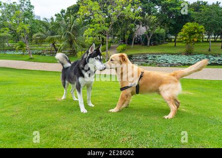 Husky cane e Golden Retriever nel bellissimo parco Foto Stock