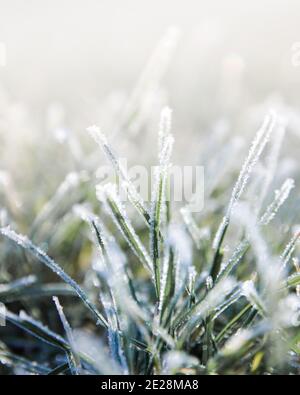 Erbe surgelate in una bella mattina fredda in Belgio. Macrofotografia del ghiaccio sulla pianta con un sacco di dettagli. Foto Stock