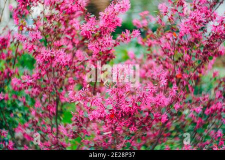 Lilla loropetalum durante la fioritura primo piano, texture sfondo di fiori rosa. Foto Stock