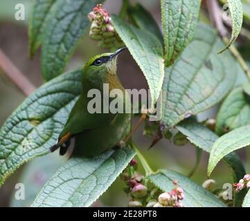 Myzornis (Myzornis pyrhoura) dalla coda di fuoco, che si trova su una foglia nella foresta temperata di montagna, India, Arunachal Pradesh, colline di Mishmi Foto Stock