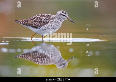 Sandpiper in legno (Tringa glareola), che percorre acque poco profonde, Italia, Campania Foto Stock