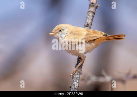 Guerriero del deserto africano (Sylvia deserti), che perching su un ramo, vista laterale, Marocco, Sahara occidentale, Aousserd Foto Stock