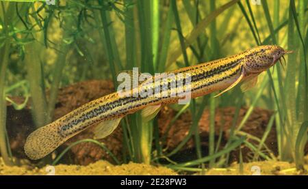 Weatherfish (Misgurnus fossilis), nuoto milkner, vista laterale, Germania Foto Stock