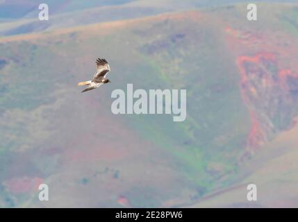 Madagascar Marsh-Harrier, Madagascar Harrier, Malgascio Harrier (Circus macroscele), uomo adulto in volo sul paesaggio rurale, Madagascar Foto Stock