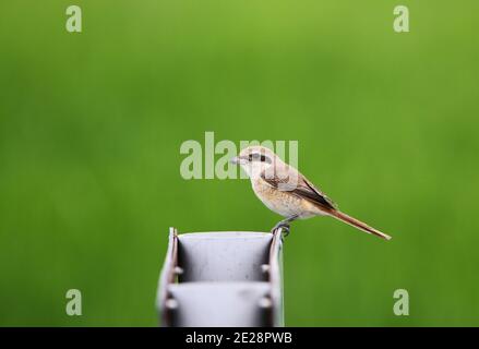 Gamberi marroni (Lanius cristatus), immerature perching su metallo palo, Malesia Foto Stock